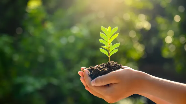 Egy kéz, amely fiatal csemetét tart.